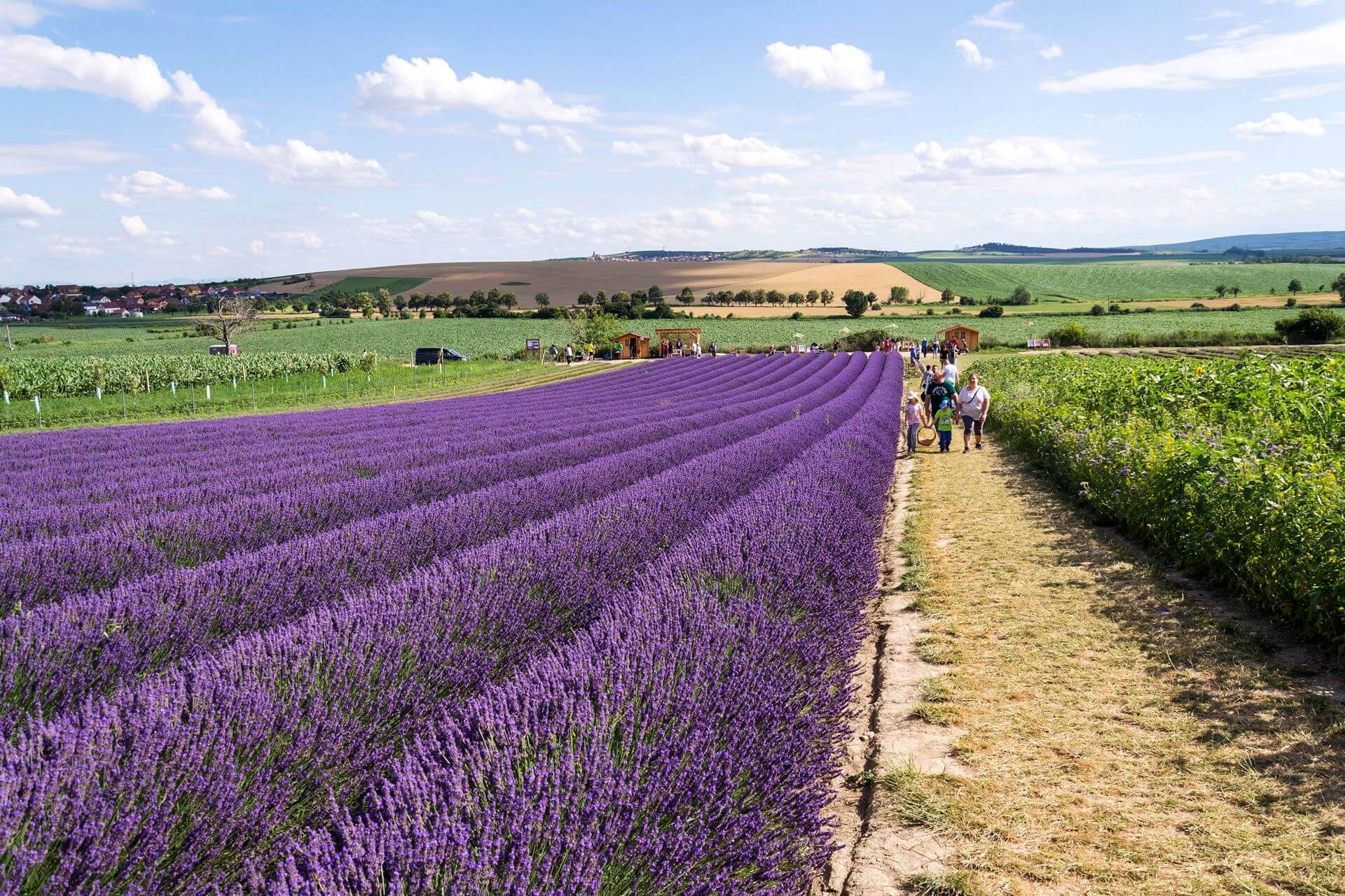 Lavender Farm